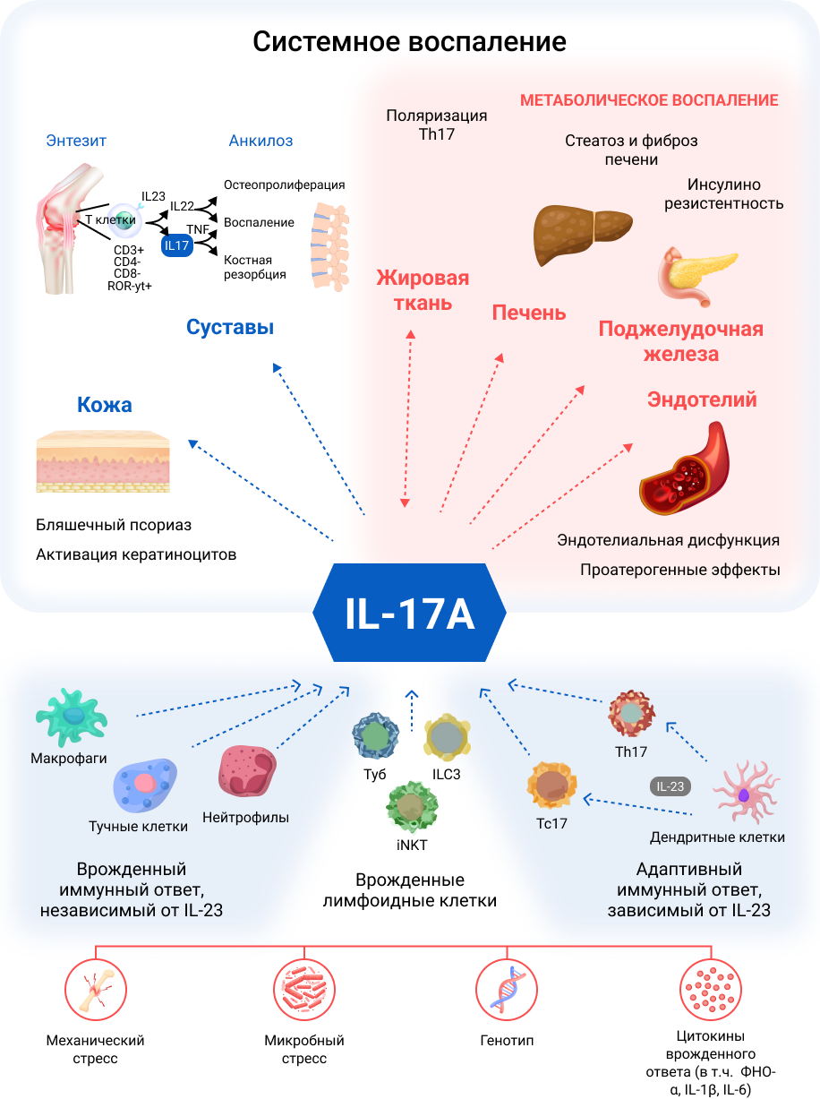 Рисунок 1. Ключевая роль интерлейкина (IL)-17A в скелетно-мышечных и метаболических проявлениях системного воспаления