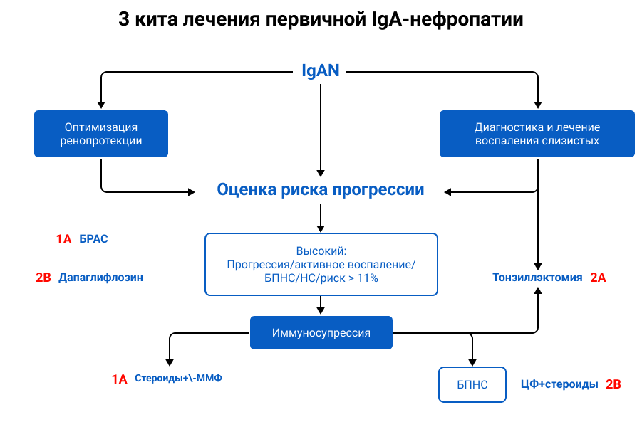 Рисунок 2. Три кита лечения первичной IgA-нефропатии.