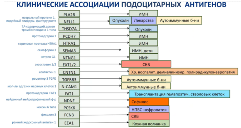 Рисунок 6. Клинические ассоциации подоцитарных антигенов при мембранозной нефропатии.