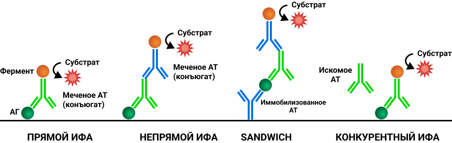 Рисунок 3. Виды иммуноферментного анализа.