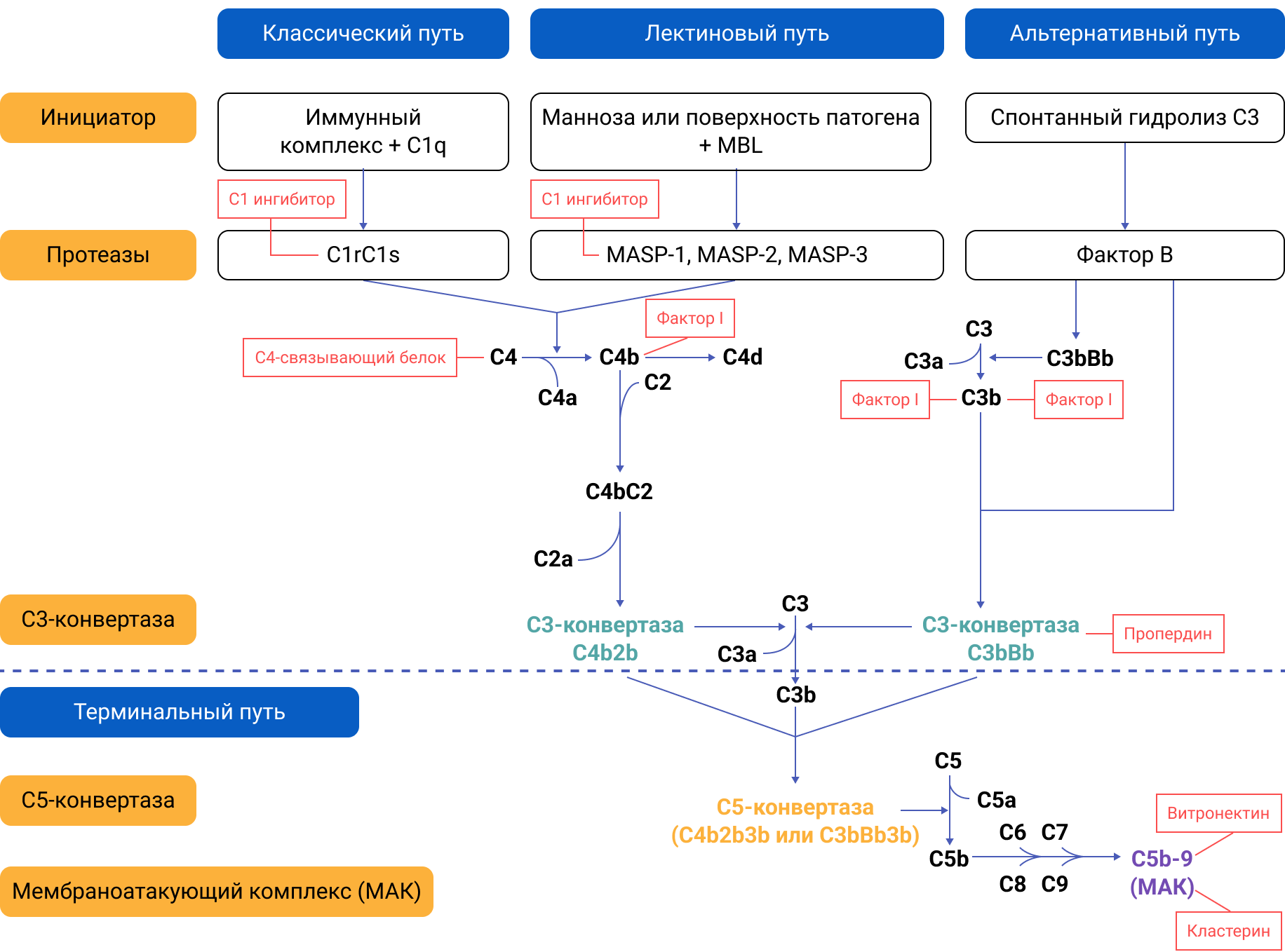 Рисунок 1. Пути активации системы комплемента.